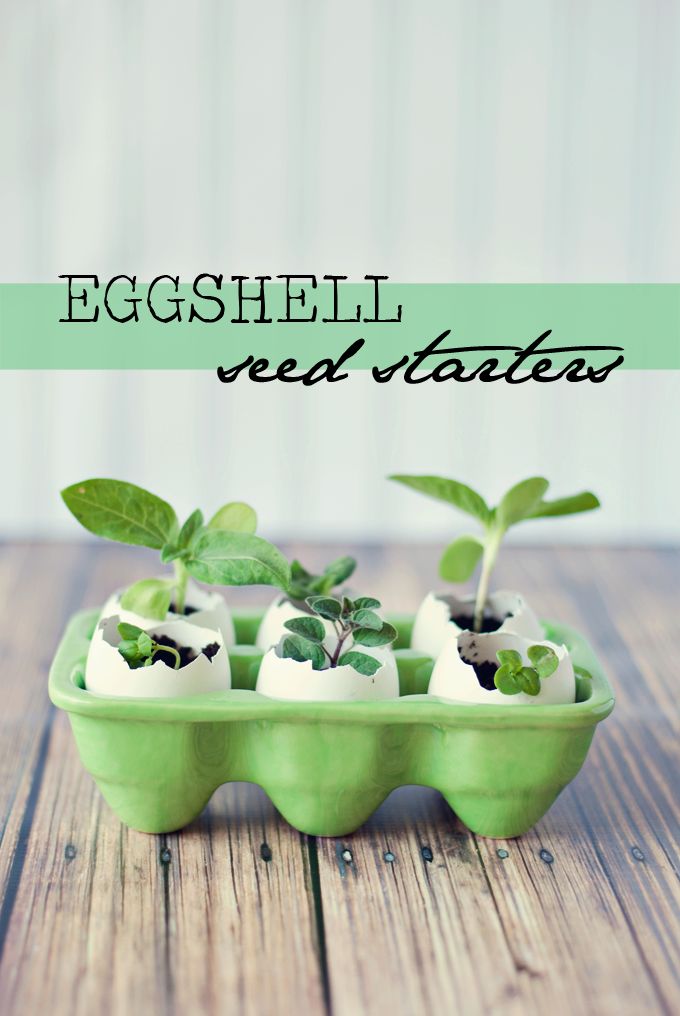 Eggshell Seed Starter